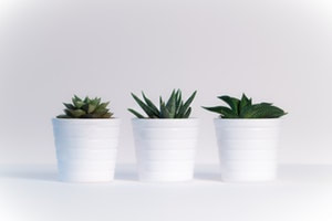 5 Best Office Plants Low Light Desk Plants You Can T Kill 10 Desks