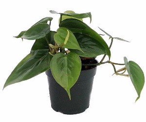 The Heart-Leaf Philodendron is One of the Best Office Plants