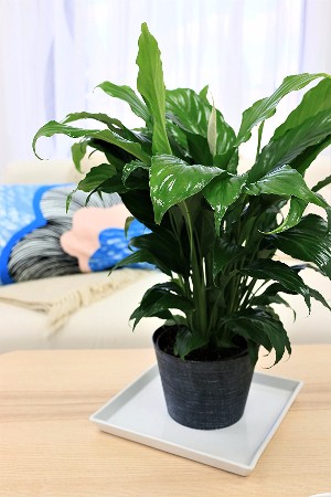 Buy a Peace Lily (Spathiphyllum) For Your Desk or Office